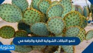 تنمو النباتات الشوكية الحارة والجافة في