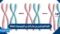 ظاهرة العبور الجيني هي تبادل الأجزاء بين الكروموسومات المتماثلة