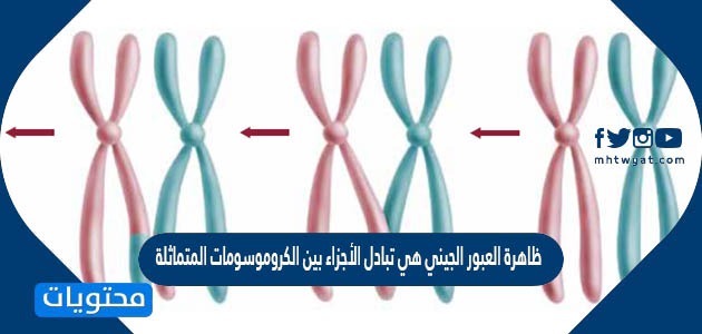 ظاهرة العبور الجيني هي تبادل الأجزاء بين الكروموسومات المتماثلة
