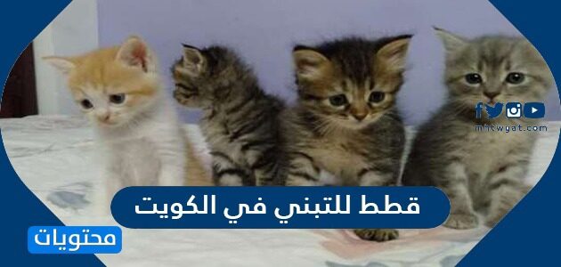 اماكن تواجد قطط للتبني في الكويت 2022