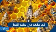 كم ملكة في خلية النحل