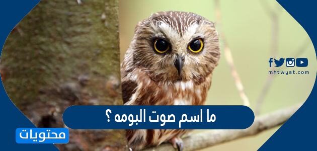 ما اسم صوت البومه ؟