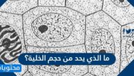 ما الذي يحد من حجم الخلية؟
