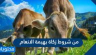 من شروط زكاة بهيمة الانعام