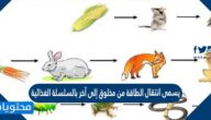 يسمى انتقال الطاقة من مخلوق إلى آخر بالسلسلة الغذائية صح أم خطأ