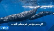 كم جلس يونس في بطن الحوت
