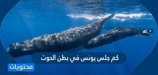 كم جلس يونس في بطن الحوت