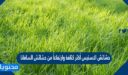 حشائش الاستبس أكثر كثافة وارتفاعاً من حشائش السافانا