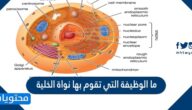 ما الوظيفة التي تقوم بها نواة الخلية