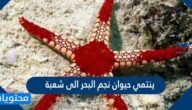 ينتمي حيوان نجم البحر الى شعبة