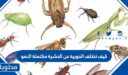 كيف تختلف الحورية عن الحشرة مكتملة النمو