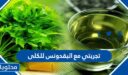 تجربتي مع البقدونس للكلى