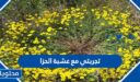 تجربتي مع عشبة الحزا