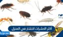 أكثر الحشرات انتشار في المنزل