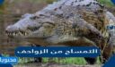 هل التمساح من الزواحف ؟