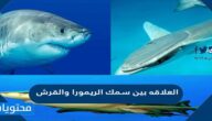 العلاقه بين سمك الريمورا والقرش
