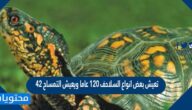 تعيش بعض انواع السلاحف ١٢٠ عاما ويعيش التمساح ٤٢ من هذه المدة فكم عاما يعيش التمساح على وجه التقريب