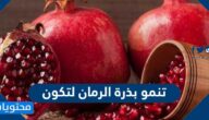 تنمو بذرة الرمان لتكون