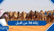 زكاة ٣٦ من الابل