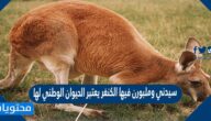 سيدني وملبورن فيها الكنغر يعتبر الحيوان الوطني لها صح أم خطأ 