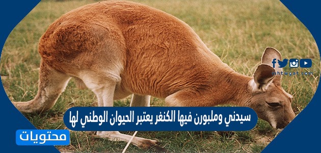 سيدني وملبورن فيها الكنغر يعتبر الحيوان الوطني لها صح أم خطأ 