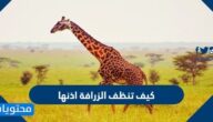 كيف تنظف الزرافة اذنها