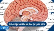 ما الجهاز العصبي الذي تسيطر عليه منطقة تحت المهاد في الدماغ