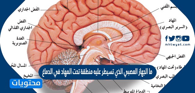 ما الجهاز العصبي الذي تسيطر عليه منطقة تحت المهاد في الدماغ