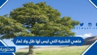 ما هي الشجرة التي ليس لها ظل ولا ثمار