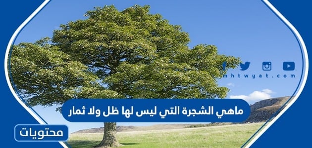 ما هي الشجرة التي ليس لها ظل ولا ثمار