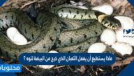 ماذا يستطيع أن يفعل الثعبان الذي خرج من البيضة لتوه ؟