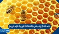 نشاهد الاشكال الهندسية من حولنا فمثلا النحلة تقوم ببناء خلاياها بتكرارجميل ومنظم باشكال هندسية متقنة