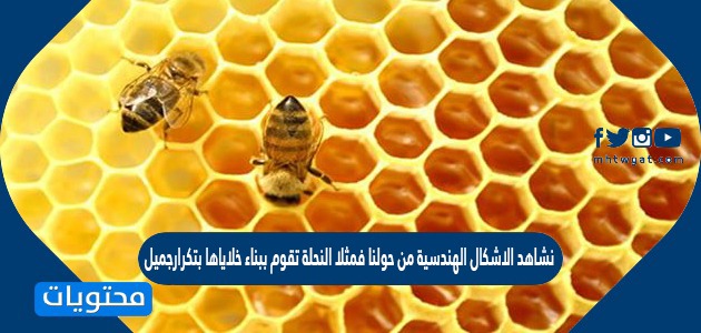 نشاهد الاشكال الهندسية من حولنا فمثلا النحلة تقوم ببناء خلاياها بتكرارجميل ومنظم باشكال هندسية متقنة