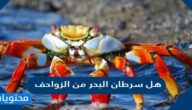 هل سرطان البحر من الزواحف
