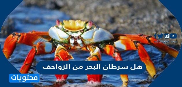 هل سرطان البحر من الزواحف