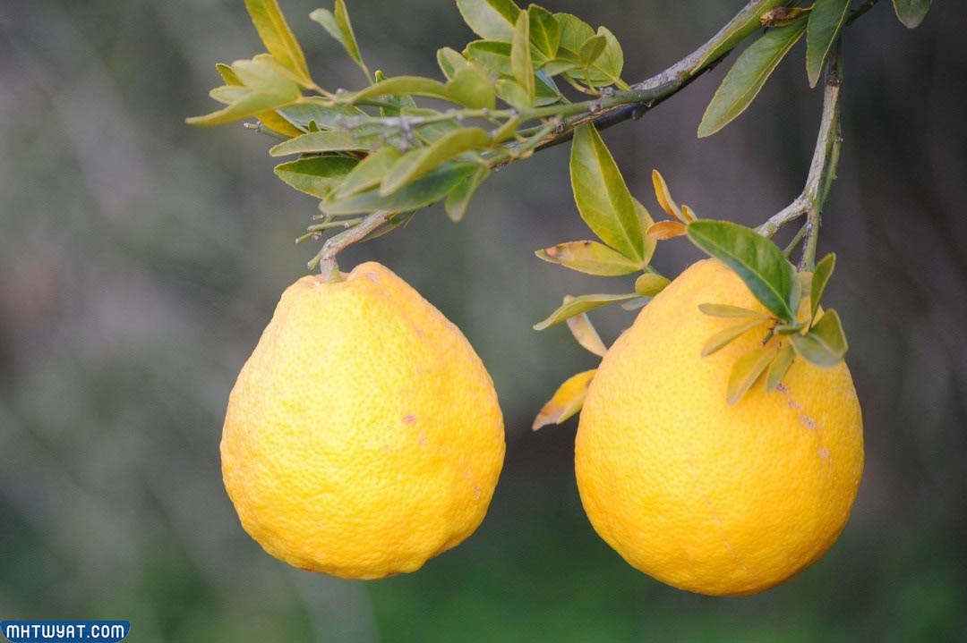  ليمون بوش Bush Lemons