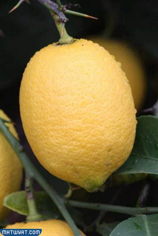 ليمون فينو سيترون Fino Citron Lemons