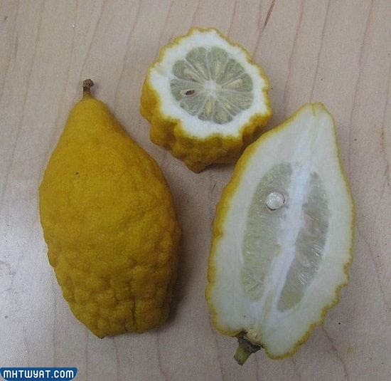 ليمون سيترون اليوناني Greek Citron Lemons