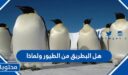 هل البطريق من الطيور ولماذا