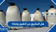 هل البطريق من الطيور ولماذا