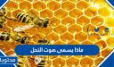 ماذا يسمى صوت النحل