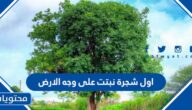 اول شجرة نبتت على وجه الارض