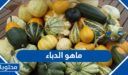 ماهو الدباء