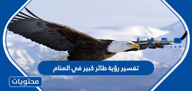 تفسير رؤية طائر كبير في المنام للعزباء والمتزوجة والحامل