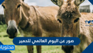 صور عن اليوم العالمي للحمير