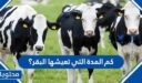 كم المدة التي تعيشها البقر؟