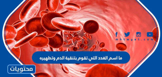 ما اسم الغدد التي تقوم بتنقية الدم وتطهيره