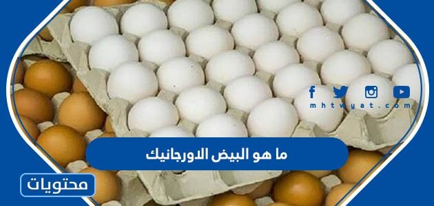 ما هو البيض الاورجانيك