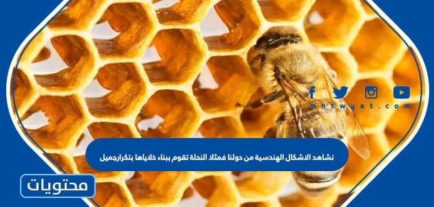 نشاهد الاشكال الهندسية من حولنا فمثلا النحلة تقوم ببناء خلاياها بتكرار جميل ومنظم باشكال هندسية متقنة