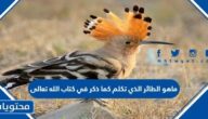 ماهو الطائر الذي تكلم كما ذكر في كتاب الله تعالى